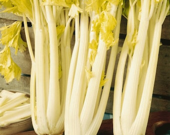 USA SELLER Golden Pascal Celery 300 seeds HEIRLOOM Brassica oleracea