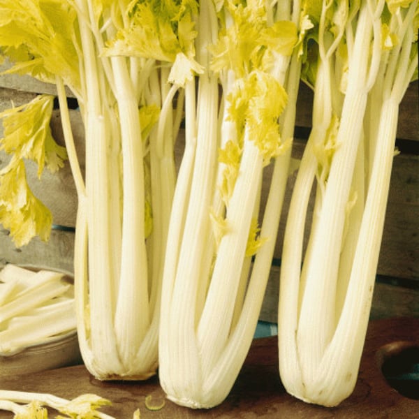 USA SELLER Golden Pascal Celery 300 seeds HEIRLOOM Brassica oleracea