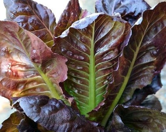 USA SELLER Rouge D&#39;Hiver Lettuce  500 seeds HEIRLOOM Lactuca sativa