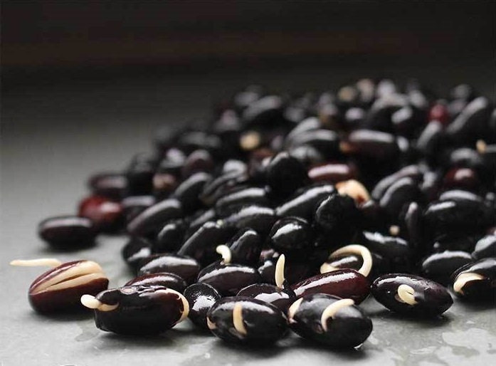 USA SELLER Black Turtle Bean Seeds HEIRLOOM Phaseolus Vulgaris Etsy