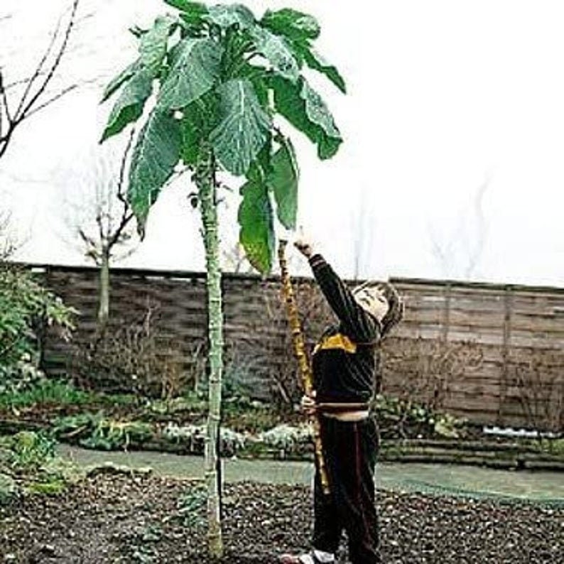 USA SELLER Walking Stick Kale 50 seeds HEIRLOOM Brassica oleracea var image 1