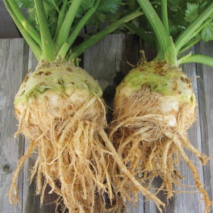 May include: Two large, pale green celery root vegetables with brown roots, sitting on a weathered wooden surface.