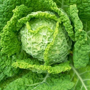 May include: A close-up of a green cabbage head with water droplets on the leaves.