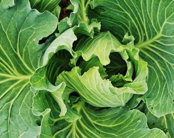 USA SELLER Stonehead Cabbage 200 seeds HEIRLOOM Brassica oleracea var. capitata