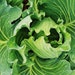 see more listings in the Cabbage section