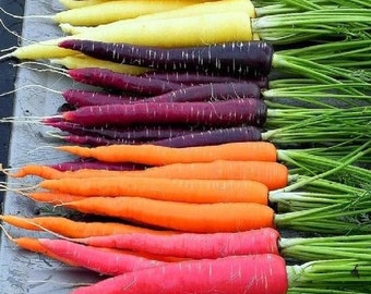 USA SELLER Rainbow Blend Carrot 100 seeds HEIRLOOM  Daucus carota