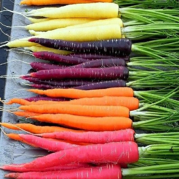 USA SELLER Rainbow Blend Carrot 100 seeds HEIRLOOM  Daucus carota