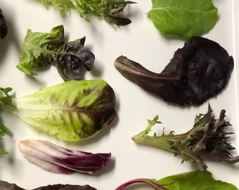 1000+ HEIRLOOM Lettuce Seed 36 Varieties USA SELLER Lactuca sativa