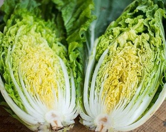 USA SELLER Michihili Chinese Cabbage 200 seeds HEIRLOOM Brassica rapa