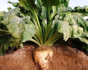 Meaningful Gift. Sugar Beet Seeds Us Garden Vegetable Plant Root White Seedsato Turnip Organic 100 Seeds Easy to Seasons
