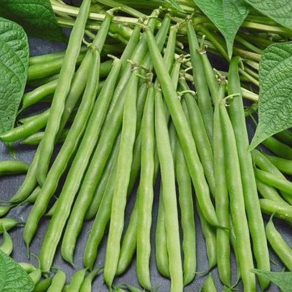USA SELLER French Garden Bush Beans 25 seeds HEIRLOOM Phaseolus vulgaris