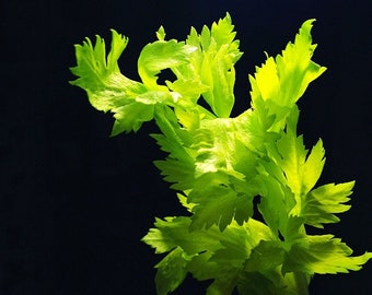 USA SELLER Leaf Celery 300 seeds HEIRLOOM Brassica oleracea