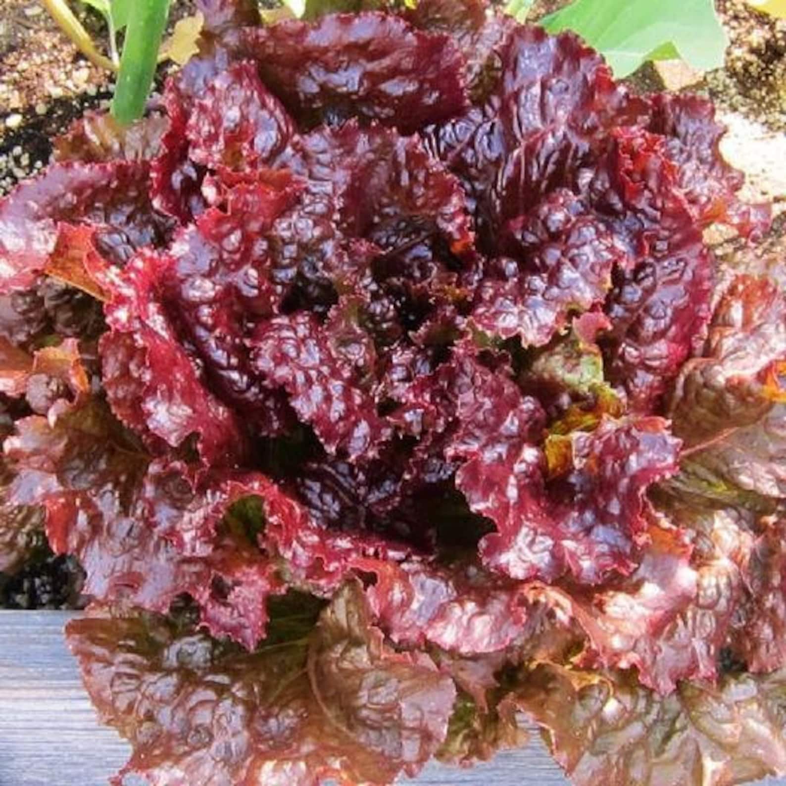 USA SELLER Ruby Red Lettuce Seeds Lettuce 500 seeds HEIRLOOM Etsy