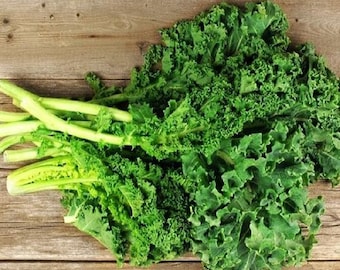 USA SELLER Dwarf Siberian Kale 50 seeds HEIRLOOM Brassica oleracea var