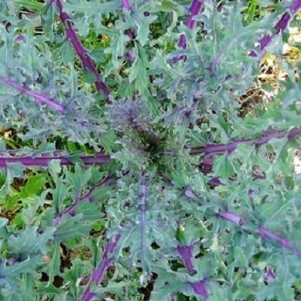 USA SELLER Red Russian Kale 50 seeds HEIRLOOM Brassica oleracea var