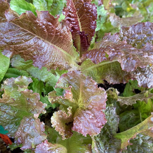 USA SELLER Red Velvet Lettuce 200 seeds HEIRLOOM (Lactuca sativa)