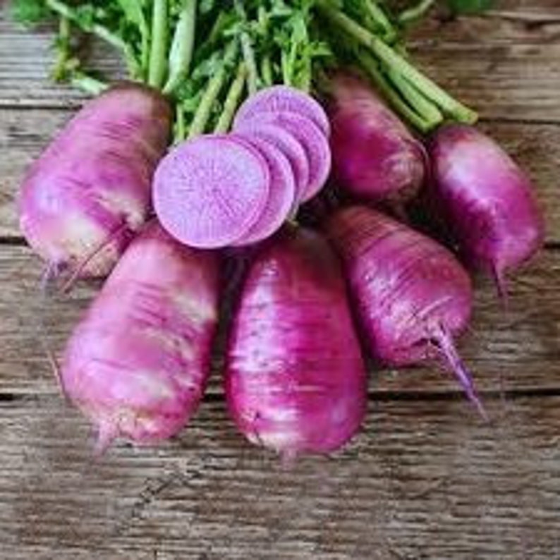 USA SELLER Triton Purple Daikon Radish 50 Seeds HEIRLOOM Etsy Australia