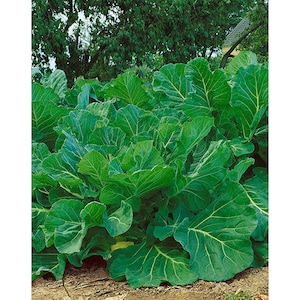 USA SELLER Portuguese Kale 50 seeds HEIRLOOM Brassica oleracea var