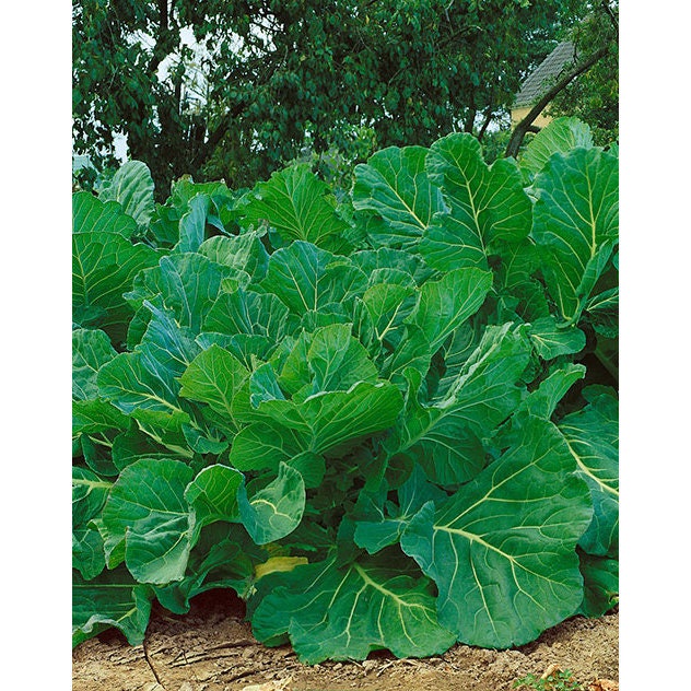 USA SELLER Portuguese Kale 50 seeds HEIRLOOM