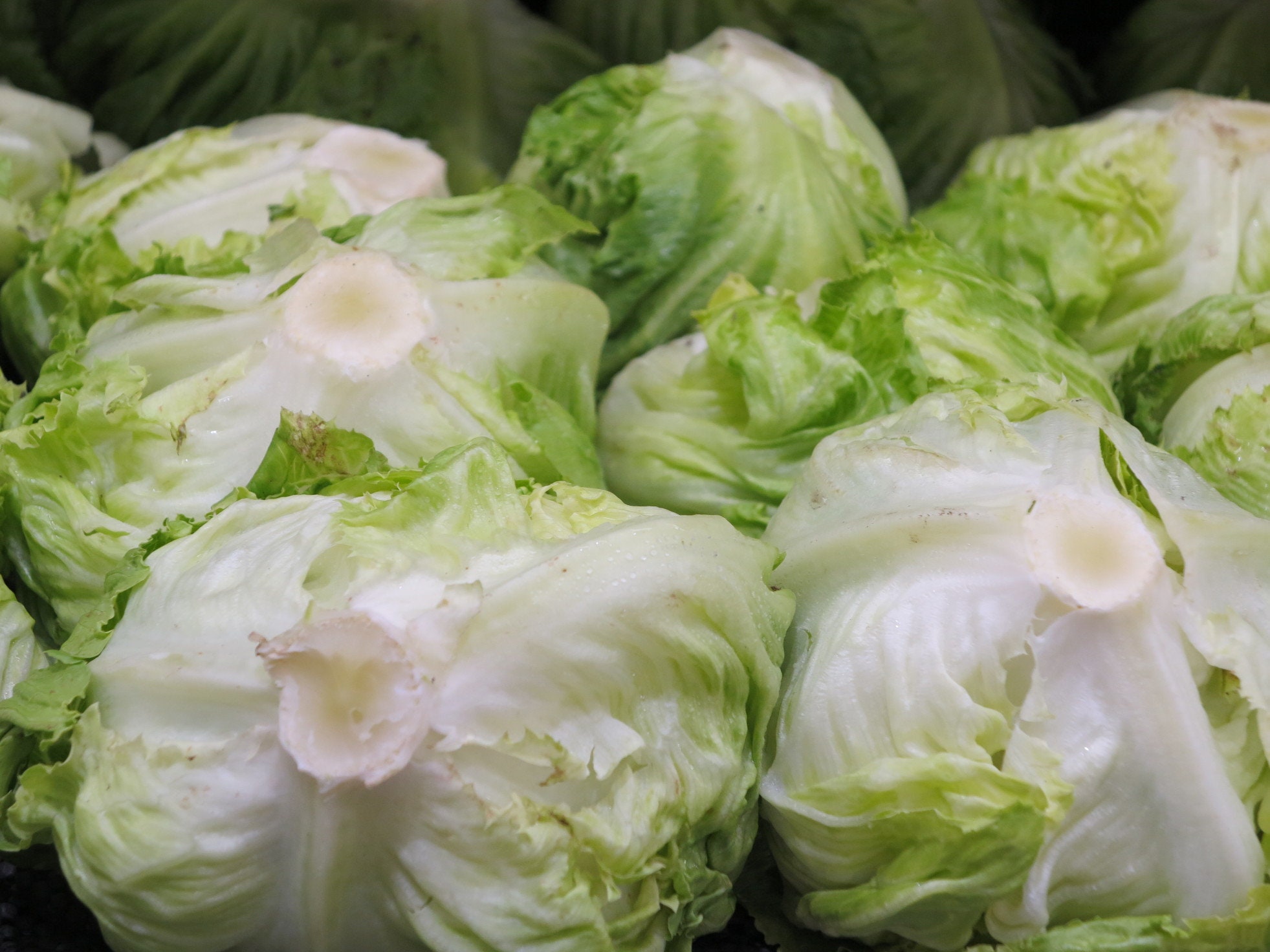 USA SELLER Iceberg Batavian Lettuce 500 seeds HEIRLOOM (Lactuca sativa)