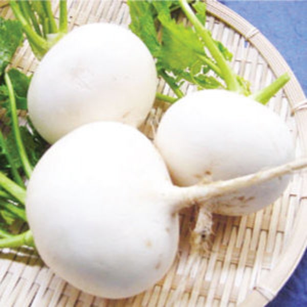 USA SELLER 7 Top White Globe Turnip 500 seeds HEIRLOOM Brassica rapa subsp