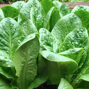 USA SELLER Dwarf Romaine Lettuce 200 seeds HEIRLOOM Lactuca sativa