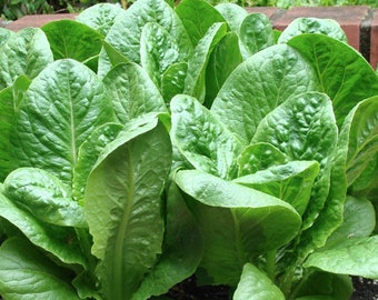 USA SELLER Dwarf Romaine Lettuce 200 seeds HEIRLOOM Lactuca sativa