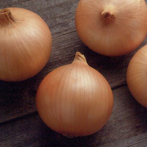 USA SELLER Candy Yellow Onion 100 seeds HEIRLOOM