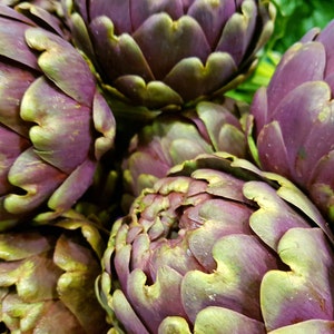 May include: Close-up of several fresh artichokes. The artichokes have a deep purple hue with green-tipped leaves. The image highlights the layered, textured appearance of the vegetable, showcasing its natural form and color.