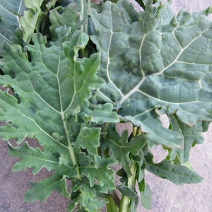 USA SELLER  Madeley Kale 25 seeds HEIRLOOM Brassica oleracea var