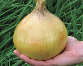 USA SELLER Ailsa Craig Exhibition Yellow Onion 100 seeds HEIRLOOM Allium cepa