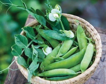 USA SELLER Alaska Pea 25 seeds HEIRLOOM (Pisum sativum)