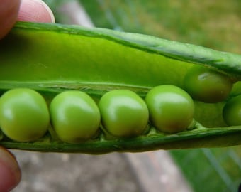 USA SELLER Lincoln Pea 25 seeds HEIRLOOM (Pisum sativum)