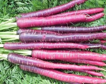 USA SELLER Cosmic Purple Carrot 100 seeds HEIRLOOM  Daucus carota