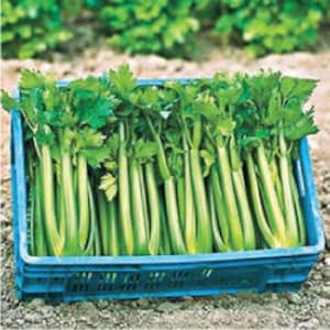 May include: A blue plastic crate filled with fresh green celery stalks.