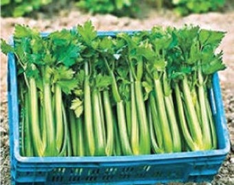 USA SELLER Tango Root Celery 300 seeds HEIRLOOM Brassica oleracea