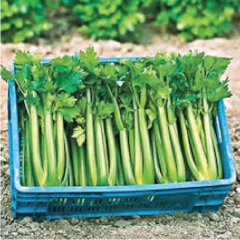 USA SELLER Tango Root Celery 300 seeds HEIRLOOM Etsy