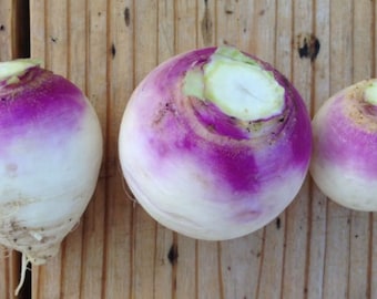 USA SELLER Purple Top White Globe Turnip 500 seeds HEIRLOOM Brassica rapa subsp