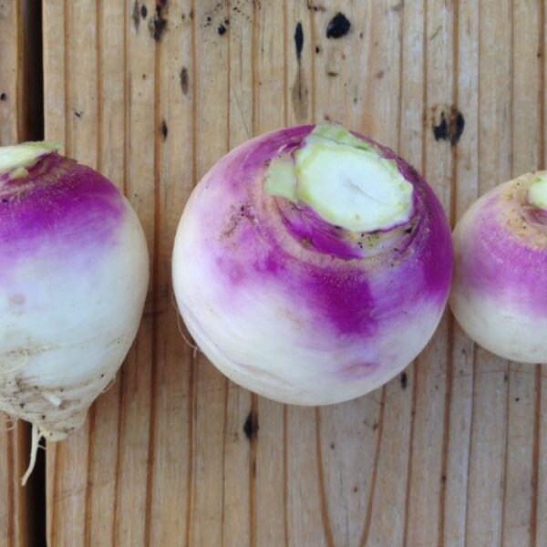 USA SELLER Purple Top White Globe Turnip 500 seeds HEIRLOOM