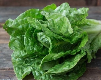 USA SELLER Parris Island Cos Lettuce  500 seeds HEIRLOOM Lactuca sativa