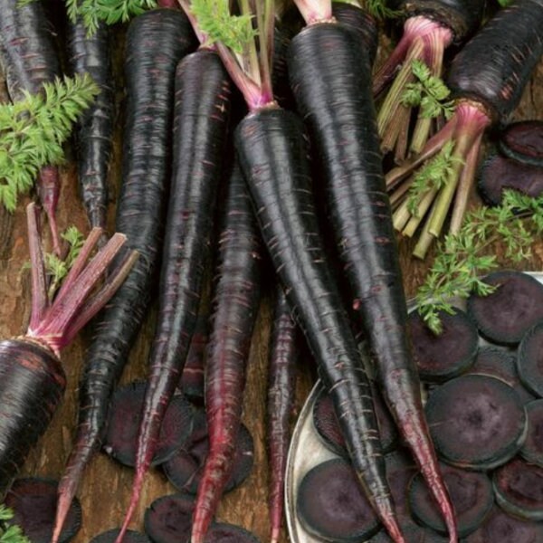 USA SELLER Black Nebula Carrot 100 seeds HEIRLOOM