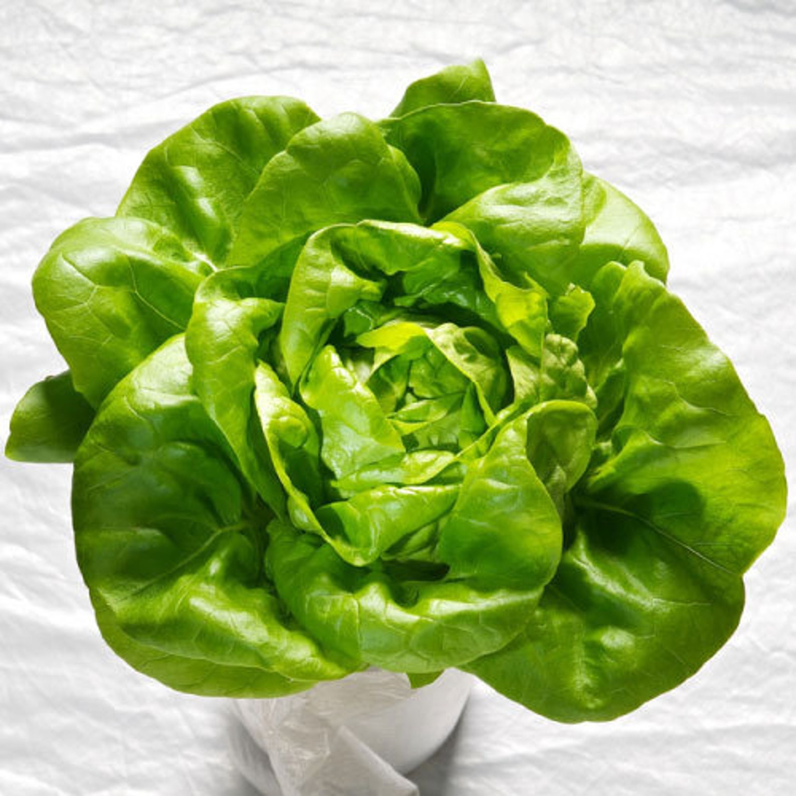 USA SELLER Butter King Lettuce 500 seeds HEIRLOOM Etsy