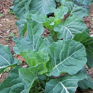 USA SELLER Georgia Southern Collard 200 seeds HEIRLOOM Brassica oleracea var