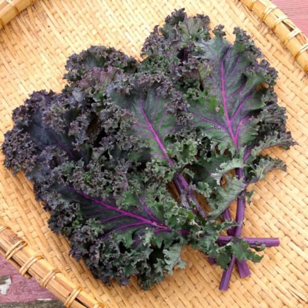 USA SELLER Baltic Red Kale 25 seeds HEIRLOOM Brassica oleracea var