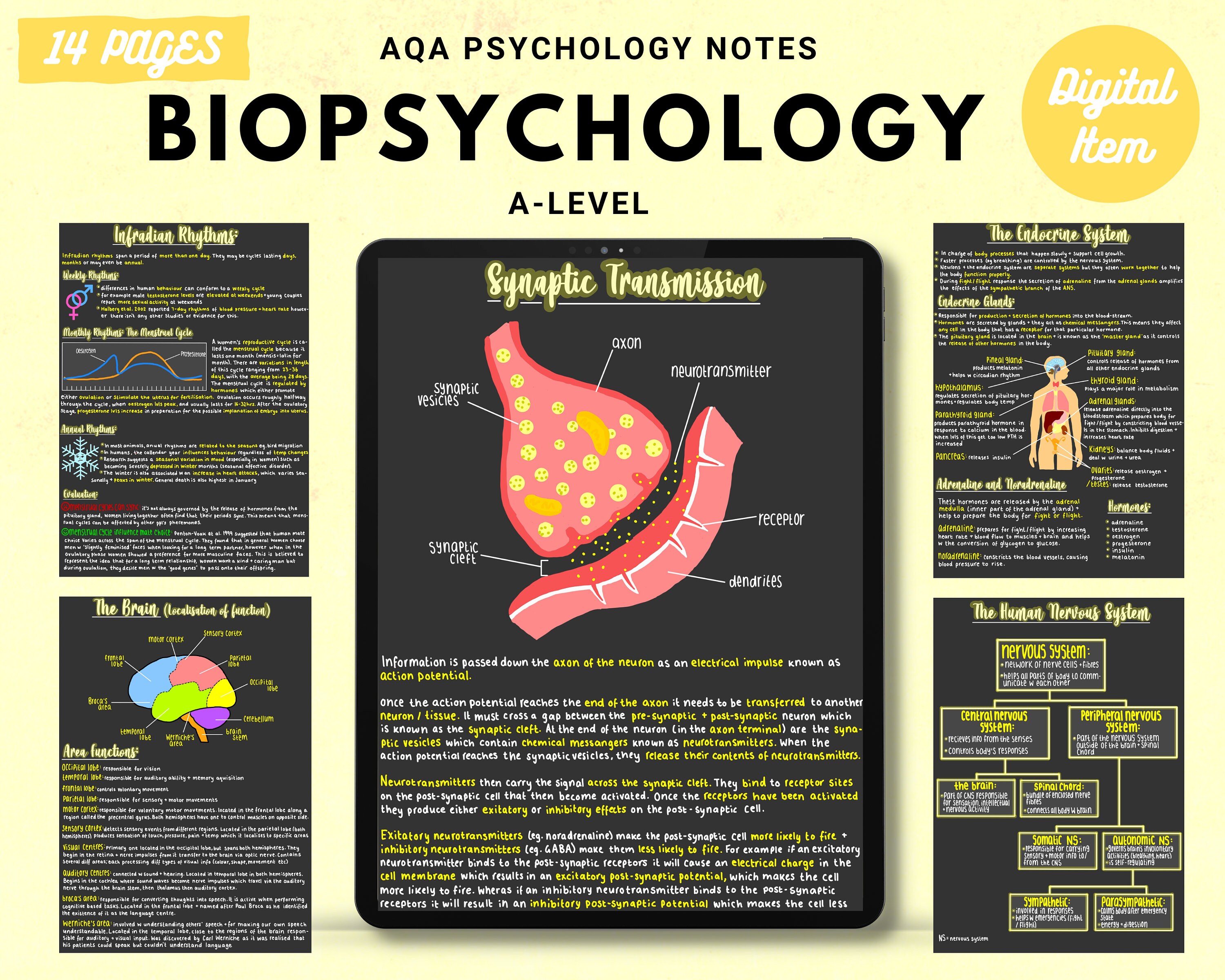 AQA A-level Psychology: Biopsychology. Full Condensed Notes, Everything ...