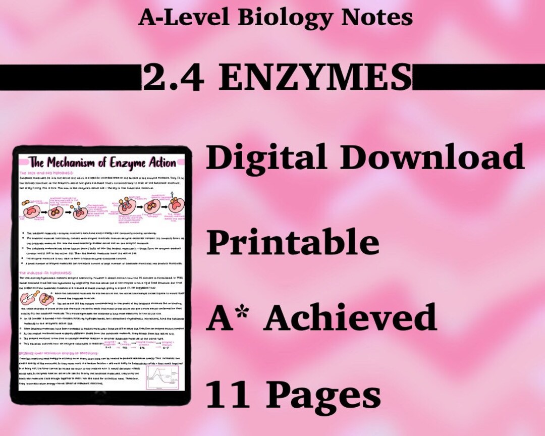 OCR Alevel Biology Notes 2.4 ENZYMES A4 Printable Etsy UK