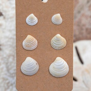 Shell earring set of 3 SM/MD/LG - (stainless steel hypoallergenic post)