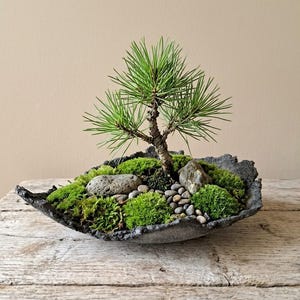 Handmade concrete planter, Bonsai pot, Rustic garden pot, Decorative bowl