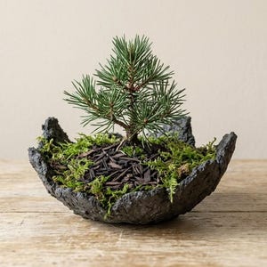 Handmade concrete planter, Bonsai pot, Rustic garden pot, Decorative bowl