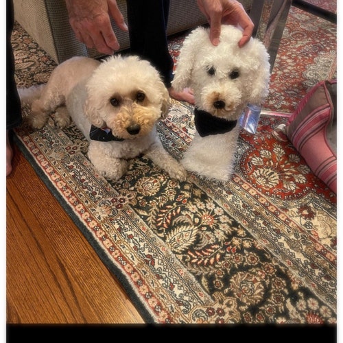 GOLF Club Head Cover custom Dog Portrait Boxer Golf Etsy